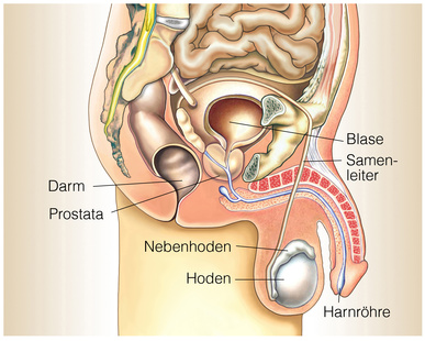 Lage der Prostata